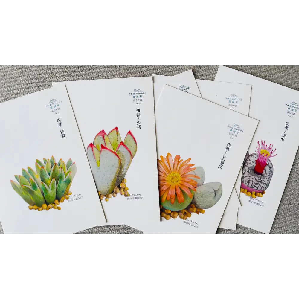 Colored pencil botanical art postcards featuring lithops succulents, 6-pack with simple envelope