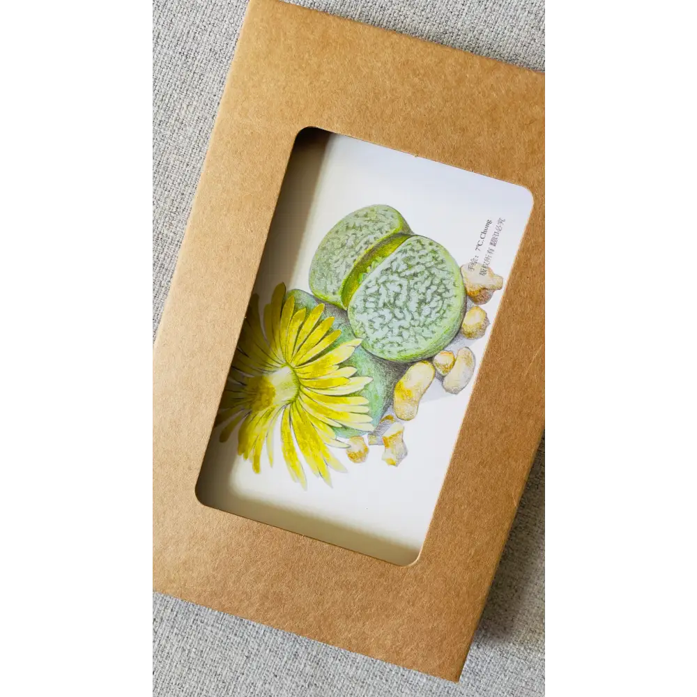 Succulent postcard collection of 6, hand-drawn lithops living stones design for plant lovers