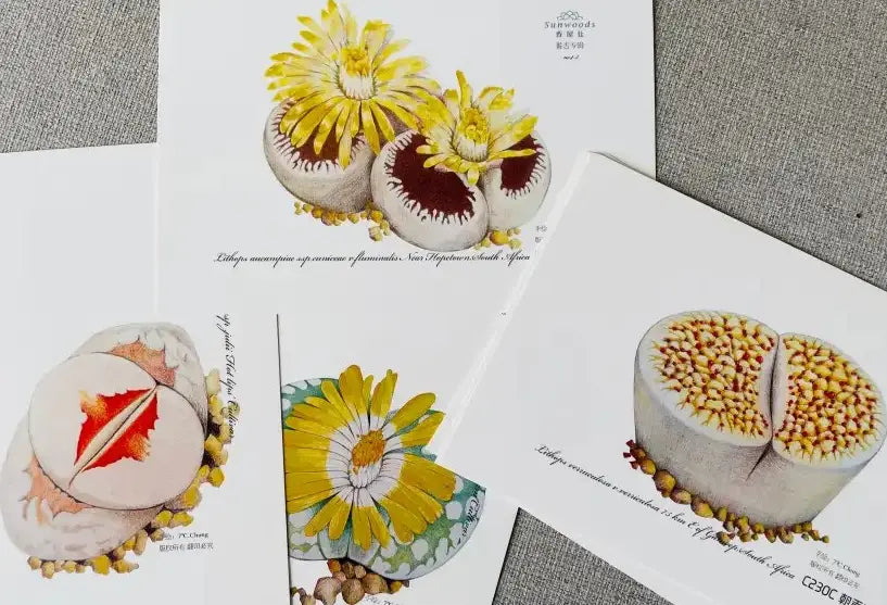 Hand-Drawn Succulent Postcards Collection | Colored Pencil Lithops Botanical Art Sets