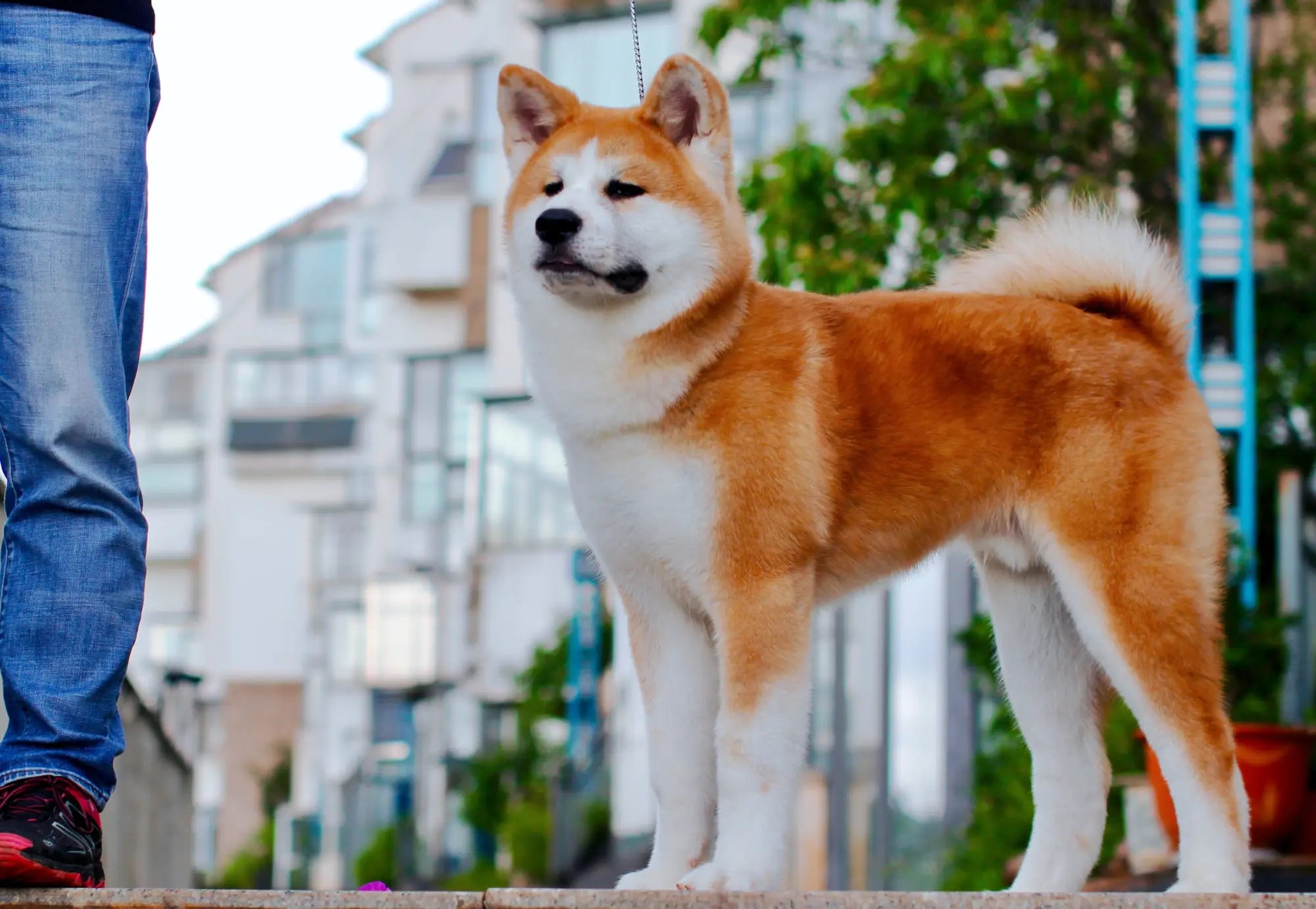 Pet Supplies
