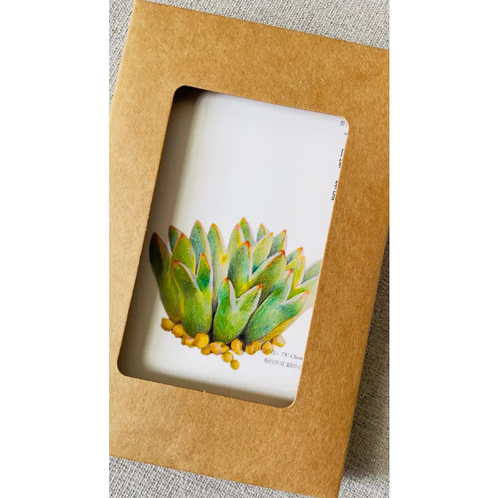 Colored pencil botanical art postcards featuring lithops succulents, 6-pack with simple envelope