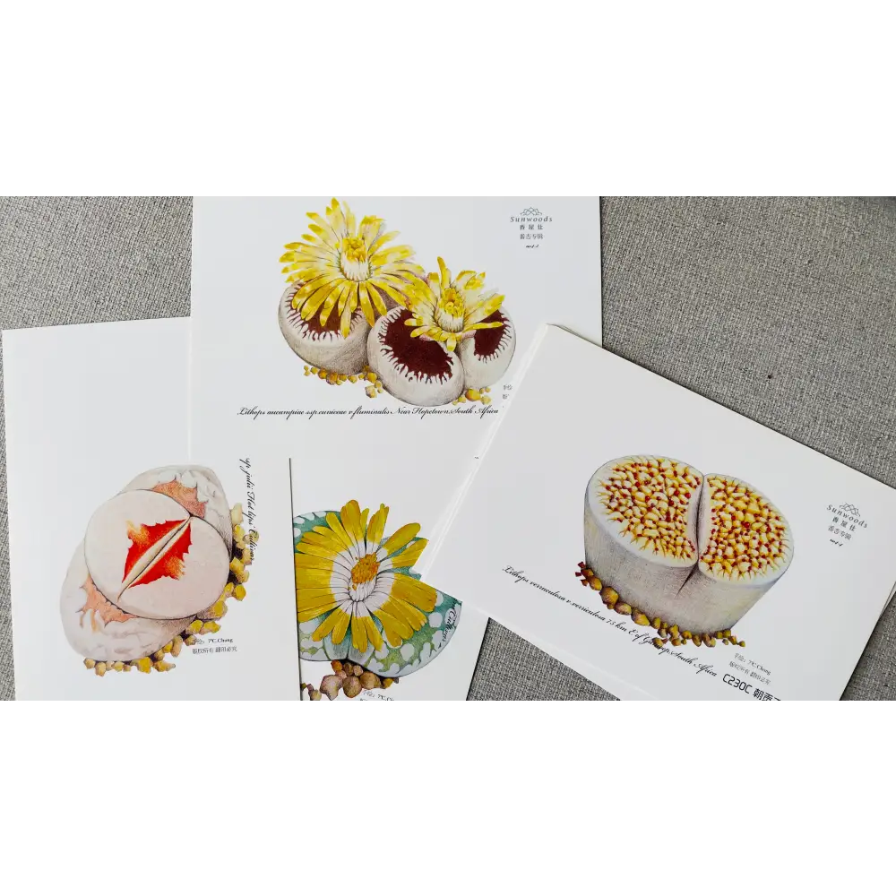 Hand-drawn lithops succulent postcard set of 6 with colored pencil botanical illustrations