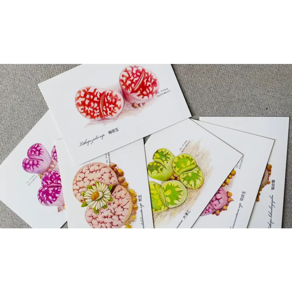 Botanical illustration postcard set, hand-drawn colored pencil lithops succulent art