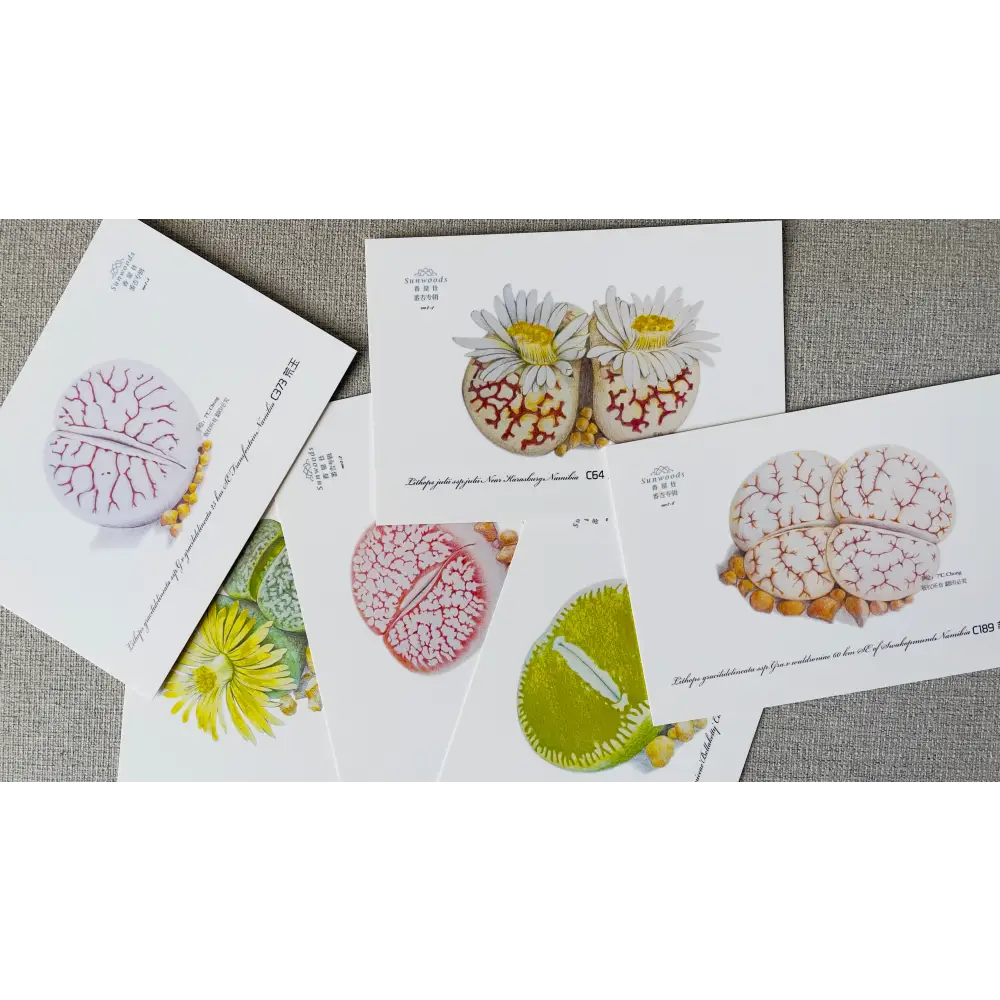 Succulent postcard collection of 6, hand-drawn lithops living stones design for plant lovers